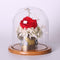 Glass Display Bell Jar Dome Cloche With Bamboo Base Decorative Desk Stand S