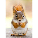 4 Pack Squirrel DIY 5D Diamond Painting Kits Full Drill Cross Stitch Home  Decor