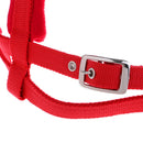 Bridle + Reins of Equestrian Sport Mounted for Horse