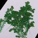 6x 6.5-7cm Pressed Water Grass Natural Dried Flowers DIY Scrapbooking Crafts