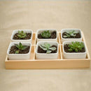 5Pcs Wooden Storage Box Jewelry Box Flower Pot Succulent Planter Storage 6 Grid