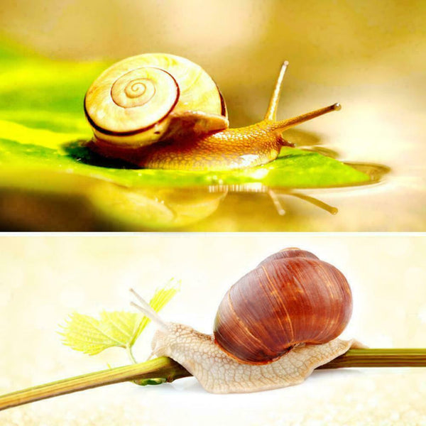 Snail Extract Serum Face Hyaluronic Acid Collagen Face Whitening V2L7