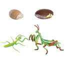 Lifelike Life Cycle of Mantis Growth Pre-school Cognitive Toys Themed Party