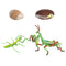 Lifelike Life Cycle of Mantis Growth Pre-school Cognitive Toys Themed Party