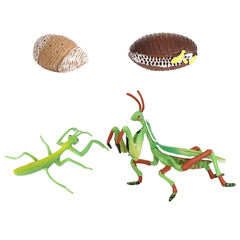 Lifelike Life Cycle of Mantis Growth Pre-school Cognitive Toys Themed Party