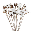 20Pcs 24 Inches Natural Dried Cotton Stem, Farmhouse Artificial Flower FilleP9B8