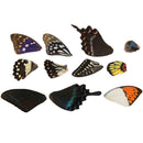 100Pcs Real Butterfly Wings DIY Jewelry Artwork Art Hand Craft Random M&E