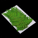 12Pcs Pressed Leaves Dried Flowers for Scrapbook Card Art Craft DIY Material