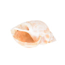 20Pcs Aquarium Mixed Bulk Sea Shells Beach Beautiful Decoration B ivTECA