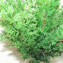 10X Artificial Leaves Garden Room Decor Pine Cypress Office Home K6H8
