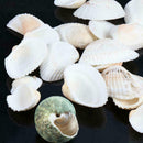 Sea Shells Beach Mixed Shell Craft Table Aquarium Fish Medium JI89 Tank J1H5