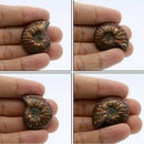 Iridescent Ammonite Natural Ammolite Facet Specimen Fossil Madagascar