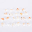 20X Natural White Shells Decorations Mini Nautical Crafts Aquarium Ornaments FT