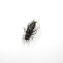 10pcs/Bag Cricket Fishing Lures Black Soft Insect Artificial Bait M&E