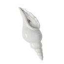 Porcelain Spiral Shell Wall Flower Vase Hydroponics Holder, Wall Mounted