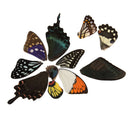 100Pcs Real Butterfly Wings DIY Jewelry Artwork Art Hand Craft Random Gift FT