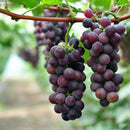 50mixed grape seeds home garden vitis viniferaDelicious fruit plant seed decorLJ