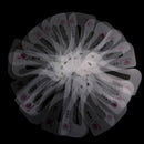 24 Styles Eyebrow Shaping Stencils Grooming Kit Shaper Template Makeup Tool Kw