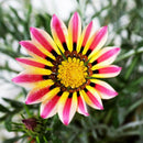 50X GAZANIE GAZANIEN GAZANIA SONNENBLUME ASTER ASTERN G6Z8 HERRLICH-LEUCHTE S1P5