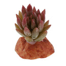 2PCS Aquarium Fish Tank Plants Succulents Reptile Hideaway Decoration - Reptile