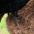 Halloween prop feathers Crow bird large 25x40cm spreading wings Black Crow  G9L9