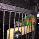 7'' Pet Parrot Supply Wood Corner Shelf Laddered Platform C For Birds Stand E3I4