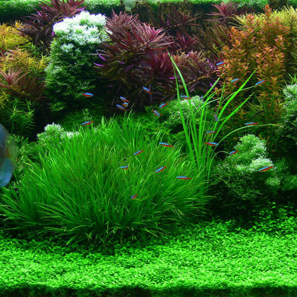 1000pcs Pet Fish Aquarium Grass Seed Mixed  Water Aquatic Plant Seeds Decor ss