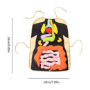 Human Body Organs Apron Awareness Insights Educational Toys for Children New