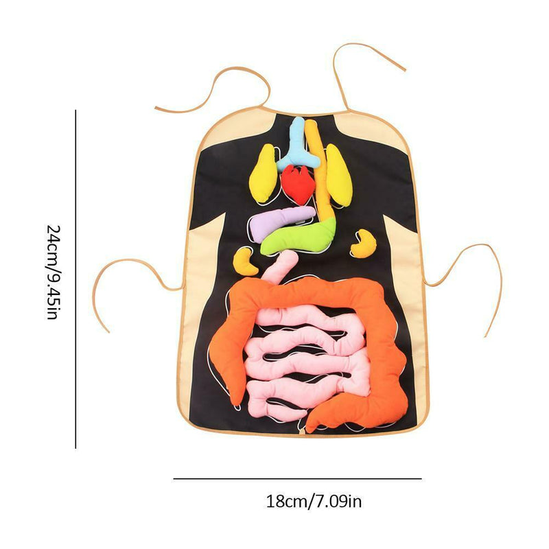Human Body Organs Apron Awareness Insights Educational Toys for Children New