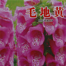 Foxglove Seeds 50 seeds perennial gorgeous 4 Feet tall awe inspiring LJ