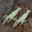 15pcs/lot Fishing Luminous Artificial Shrimp Lures Soft Baits Crank Bait