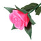Rose Romantic Outdoor Yard Garden Path Way Tulip Bar Landscape Flower Night