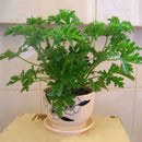 100pcs Citronella Plant seeds Mozzie buster plant mosquito repellent plantE â„–[