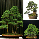 Juniper Bonsai Tree Seeds Purify Air Easy to Grow Office/Home Decoration Supply