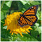 5D DIY Full Drill Diamond Painting Butterfly Embroidery Mosaic Craft Kit