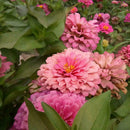 200xMischfarben California Giant Zinnia Elegante Blumensamen I1A9 Geschenk! X9Y6