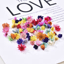 200Pcs Natural Dried Flower Head Daisy Glass Cover Nail Art Epoxy DIY Hand Craft