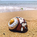 Natural South African Snail Sea Shell Coral Fish Tank Home UK Decoration M9T9