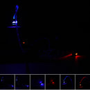 LED charger luminescent visible flow smart charger sync cable for android pho Ew