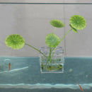 Thin Durable Acrylic Aquarium Fish Tank Plants Planter Pot