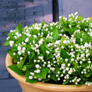 20 pcs Cape Jasmine Jasminiodes White Shrub Aromatic Flower Seeds Plant A6T4