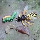 Lot of 4 Nature Wasp Growth Cycle Child Education Learning Teaching Toys