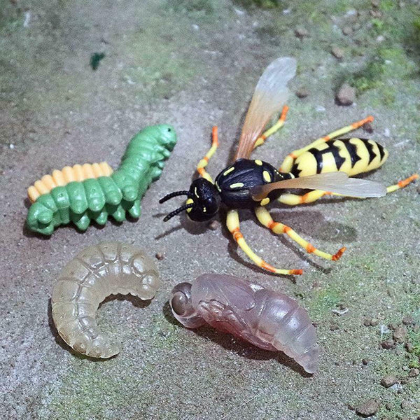 Lot of 4 Nature Wasp Growth Cycle Child Education Learning Teaching Toys