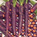 500pcs x pare purple carrot seeds organic vegetable fruit plant garden seeds SP