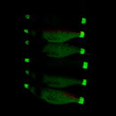 6Pcs Luminous Jigs Lure Fishing Shrimp Lure Bait Plastic 10cm Noctilucent S M6V8