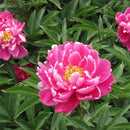 5pcs Herbaceous Peony Flower Seeds Rose Beautiful Bonsai Plant For Home G LJ