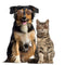 Lovely Dog Cat Glasses Pet Eye Protection Sunglasses Photos Props (Brown) A