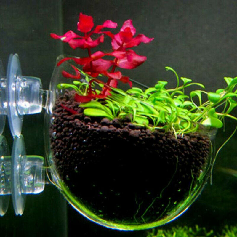 Fish Tank Mini Crystal Glass Pot Water Potted Aquatic Planting Cylinder Cup JR