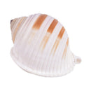 1Pcs Artificial Shell Sea Conch Fish Tank Aquarium Decorations Roll Shellf BX