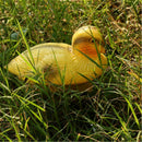 5'' Plastic Small Yellow Duck Decoy Floating Duck Hunting Fishing Decoy